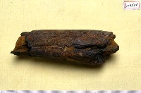 藏品(動物腿骨化石)的圖片